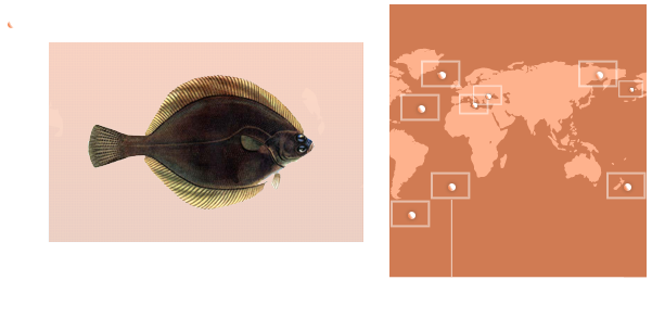Flounder (flatfish)